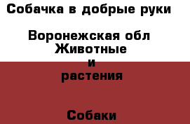 Собачка в добрые руки - Воронежская обл. Животные и растения » Собаки   